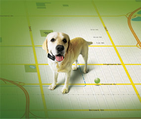 dogmap